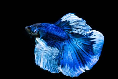 siyah arka plan üzerine güzel Siyam mücadele balık