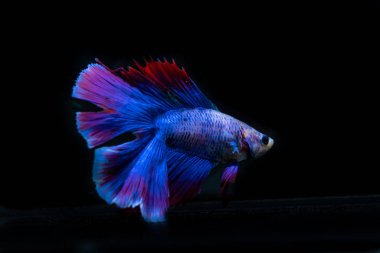 siyah arka plan üzerine güzel Siyam mücadele balık