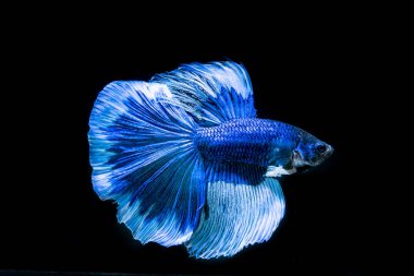 siyah arka plan üzerine güzel Siyam mücadele balık