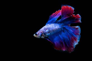 siyah arka plan üzerine güzel Siyam mücadele balık