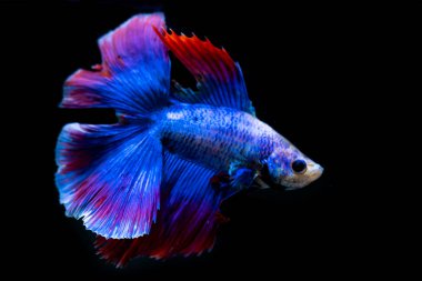 siyah arka plan üzerine güzel Siyam mücadele balık