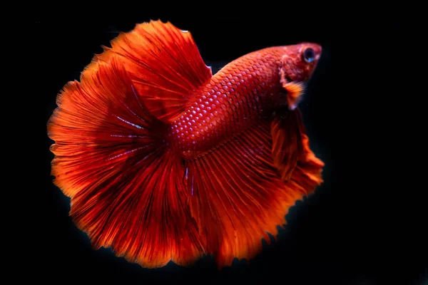 siyah arka plan üzerine güzel Siyam mücadele balık