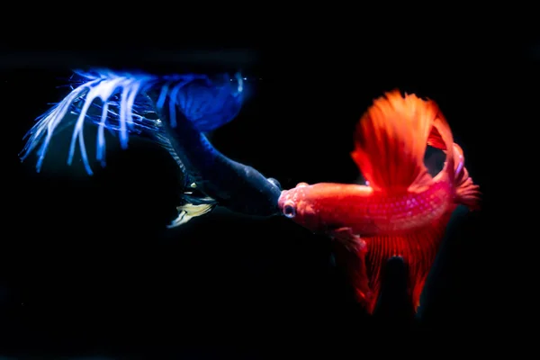 Beautiful Siamese Fighting Fish Black Background — Stock Photo, Image