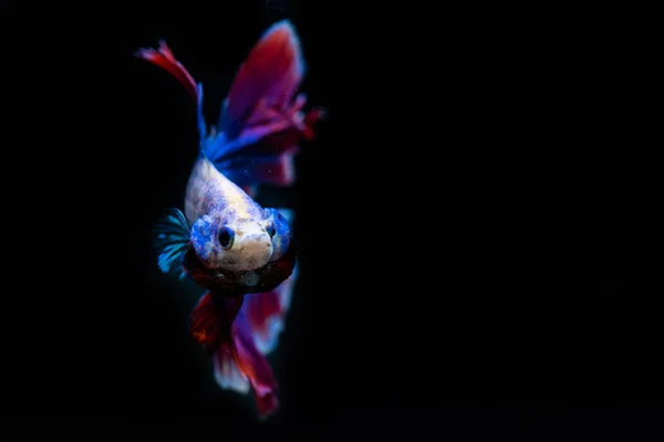 Bonito Siamês Combate Peixe Fundo Preto — Fotografia de Stock