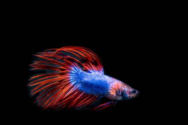 siyah arka plan üzerine güzel Siyam mücadele balık