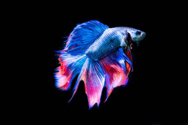 siyah arka plan üzerine güzel Siyam mücadele balık