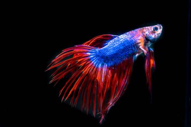 siyah arka plan üzerine güzel Siyam mücadele balık