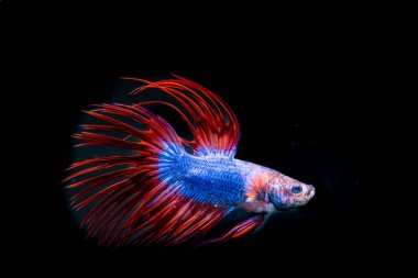 siyah arka plan üzerine güzel Siyam mücadele balık