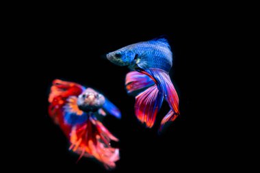 siyah arka plan üzerine güzel Siyam mücadele balık