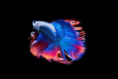 siyah arka plan üzerine güzel Siyam mücadele balık