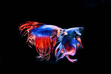 siyah arka plan üzerine güzel Siyam mücadele balık