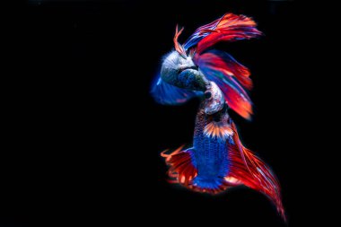 siyah arka plan üzerine güzel Siyam mücadele balık