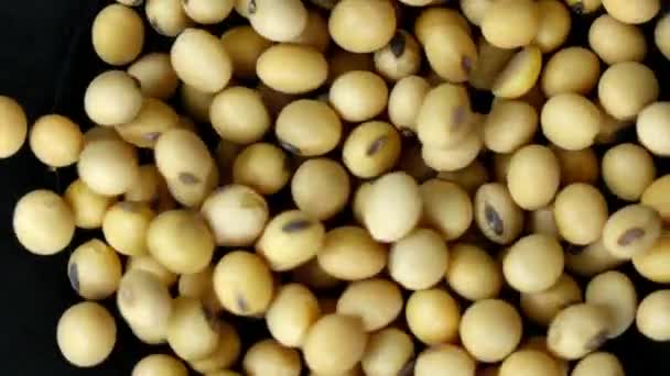 Soybean Moving Black Background Slow Motion — Stock Video