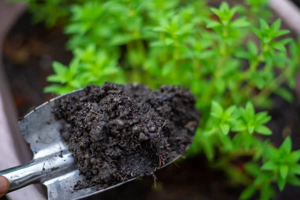 Landbouwproducent Met Gebruikmaking Van Schop Tuin — Stockfoto