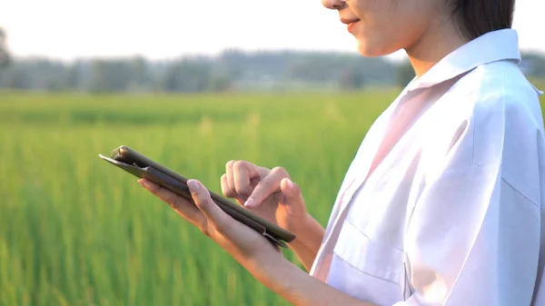 Yasemin pirinç alanında kontrol araştırmacı