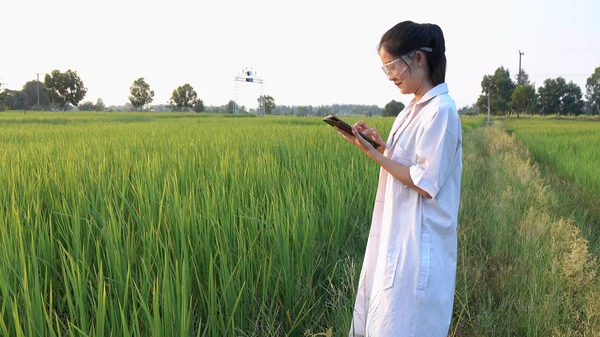 Yasemin Pirinç Alanında Kontrol Araştırmacı — Stok fotoğraf