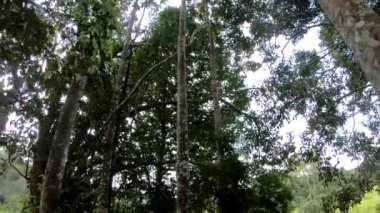 Ormandaki agar ahşap ağaç