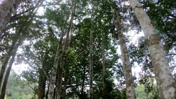 Pohon Kayu Agar Hutan — Stok Video