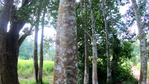 Ágar Árvore Madeira Floresta — Vídeo de Stock