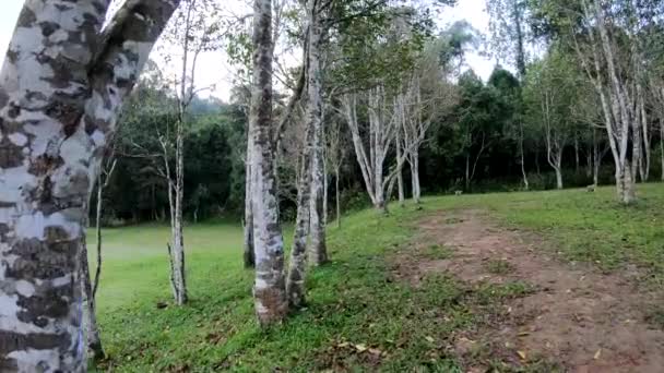 Ágar Árvore Madeira Floresta — Vídeo de Stock