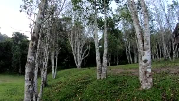 森林中的琼脂木树 — 图库视频影像