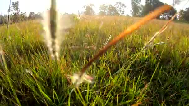 草甸慢动作在日出 — 图库视频影像