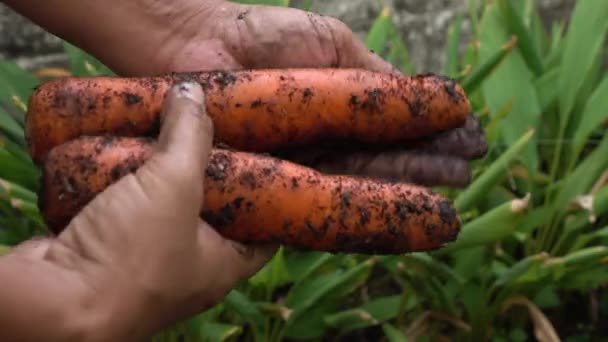 Agricultor Cosechando Zanahoria Campo — Vídeos de Stock