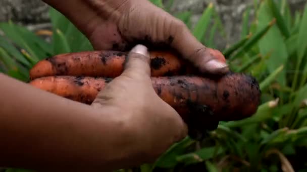 农夫在田里收割胡萝卜 — 图库视频影像