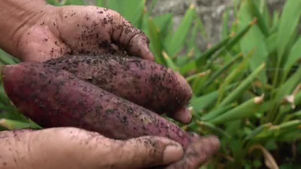 Oogsten Van Zoete Aardappel Het Veld — Stockvideo