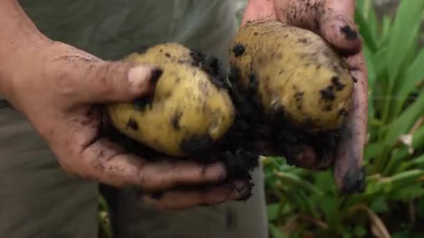 Boer Oogsten Van Aardappel Het Veld — Stockvideo