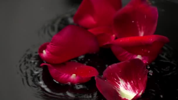 Κόκκινο Τριαντάφυλλο Που Πέφτουν Αργή Κίνηση Στο Νερό — Αρχείο Βίντεο
