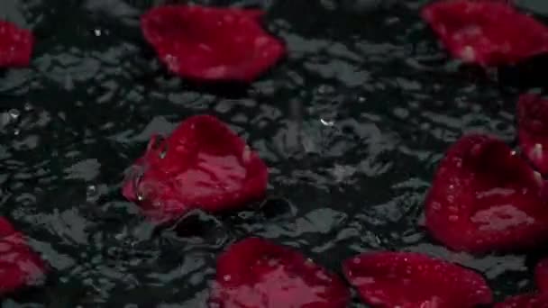 红玫瑰在水面上落下缓慢的运动 — 图库视频影像