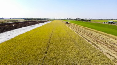 Hava görünümünü hasat pirinç alan içinde birleştirmek
