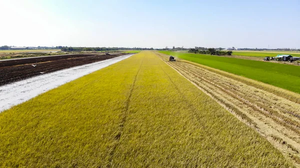Hava Görünümünü Hasat Pirinç Alan Içinde Birleştirmek — Stok fotoğraf