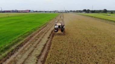 Hava görünümünü birleştirmek hasat pirinç alanında, arka plan tarım