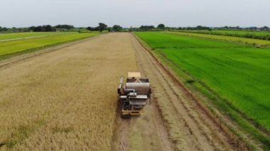 Hava görünümünü birleştirmek hasat pirinç alanında, arka plan tarım