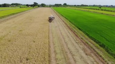 Hava görünümünü birleştirmek hasat pirinç alanında, arka plan tarım