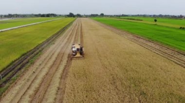 Hava görünümünü birleştirmek hasat pirinç alanında, arka plan tarım