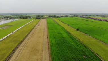 Hava görünümünü birleştirmek hasat pirinç alanında, arka plan tarım