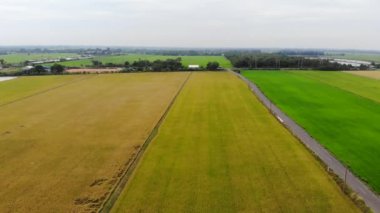 Hava görünümünü birleştirmek hasat pirinç alanında, arka plan tarım