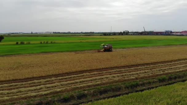 Widok Lotu Ptaka Kombajn Zbożowy Ryżowym Polu Rolnictwo Tło — Wideo stockowe