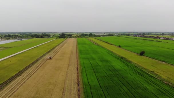 Widok Lotu Ptaka Kombajn Zbożowy Ryżowym Polu Rolnictwo Tło — Wideo stockowe