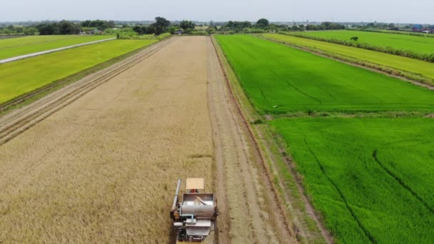 Aerial View Combine Harvester Rice Field Agriculture Background — Stock Video