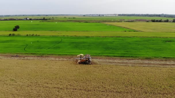 Vista Aérea Cosechadora Combinada Campo Arroz Fondo Agrícola — Vídeos de Stock