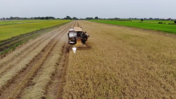 Widok Lotu Ptaka Kombajn Zbożowy Ryżowym Polu Rolnictwo Tło — Wideo stockowe