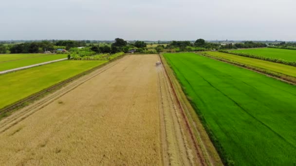 田んぼの農業を背景にコンバインハーベ スターの航空写真 — ストック動画