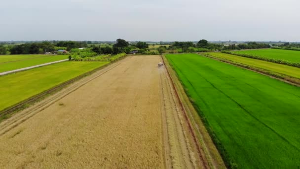 Luchtfoto Van Combineren Harvester Het Gebied Van Rijst Landbouw Achtergrond — Stockvideo