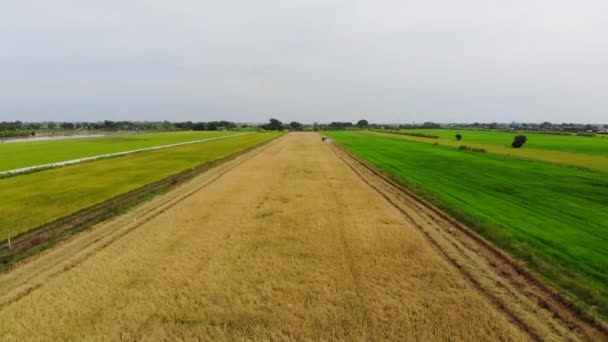 Widok Lotu Ptaka Kombajn Zbożowy Ryżowym Polu Rolnictwo Tło — Wideo stockowe