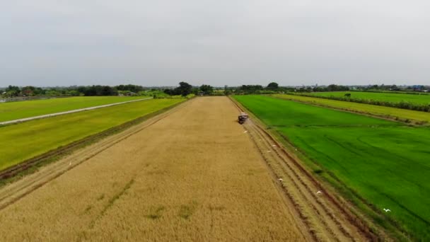 田んぼの農業を背景にコンバインハーベ スターの航空写真 — ストック動画