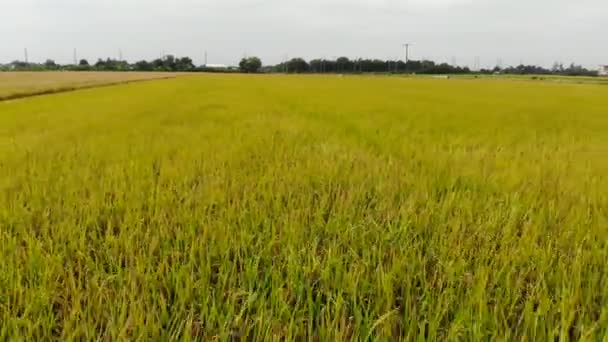 Luchtfoto Van Combineren Harvester Het Gebied Van Rijst Landbouw Achtergrond — Stockvideo